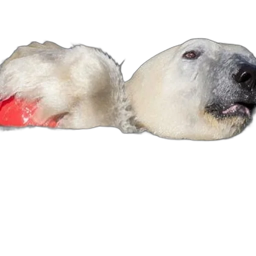 animal, creature, mask, hat transparent PNG cut-out