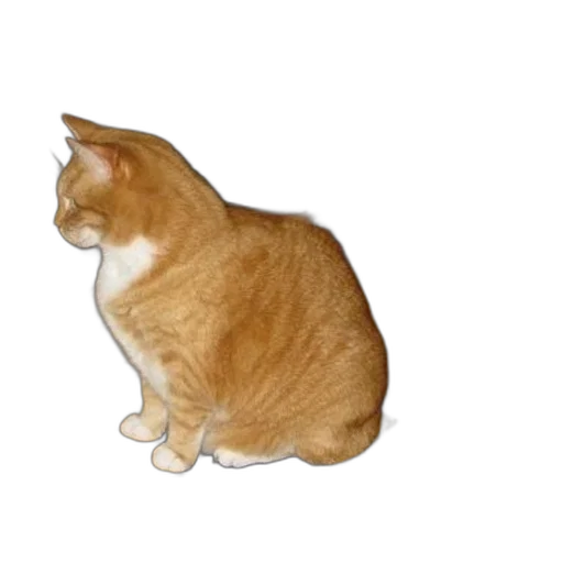 animal, creature, food, hat transparent PNG cut-out