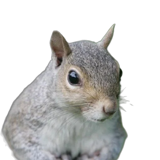 animal, creature, hat, face transparent PNG cut-out