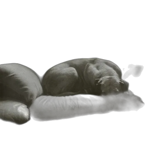 animal, creature, furniture, mask transparent PNG cut-out