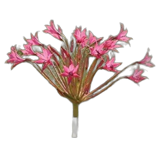 flower, crown, staff, weapon transparent PNG cut-out
