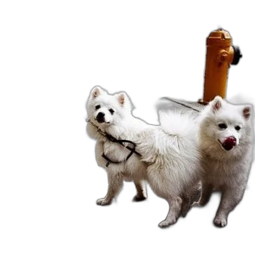 staff, weapon, animal, furniture transparent PNG cut-out