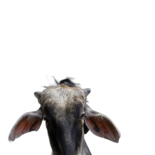 animal, face, creature, hat transparent PNG cut-out