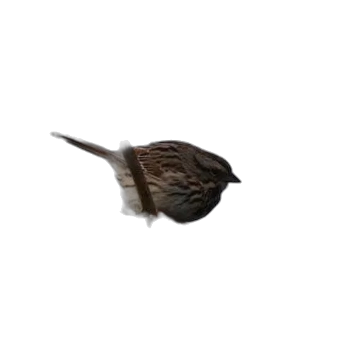 animal, hat, creature, staff transparent PNG cut-out