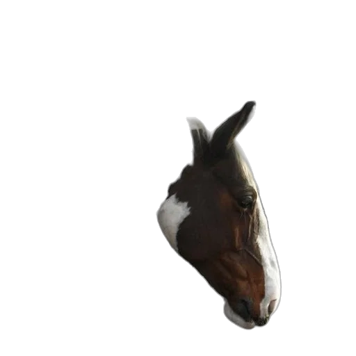 animal, face, creature, mask transparent PNG cut-out