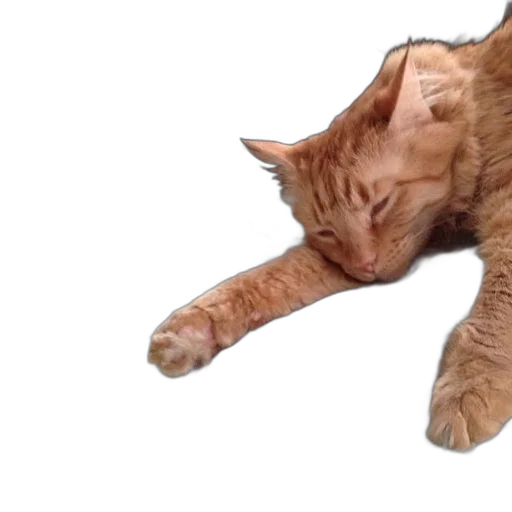 staff, animal, creature, photorealistic transparent PNG cut-out