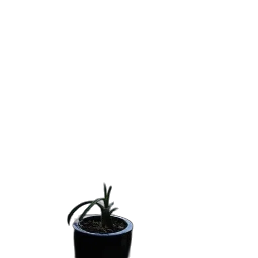 staff, robot, flower, creature transparent PNG cut-out