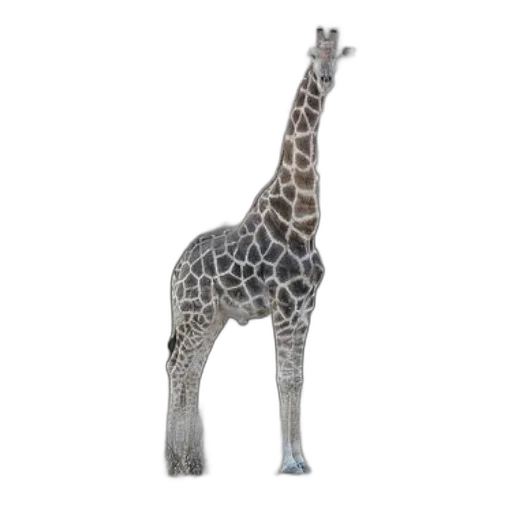 animal, creature, staff, 3d render transparent PNG cut-out