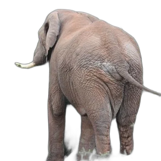 animal, staff, creature, weapon transparent PNG cut-out