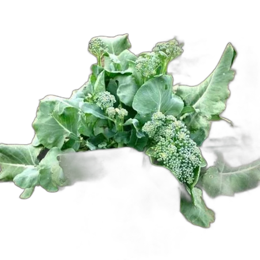 crown, dragon, jewelry, flower transparent PNG cut-out
