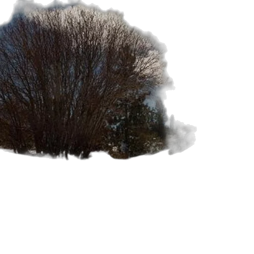 tree, hat, hair, crown transparent PNG cut-out