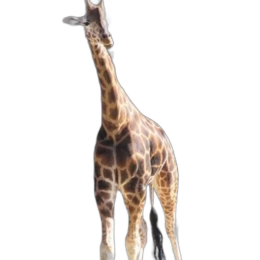 animal, creature, staff, shoes transparent PNG cut-out