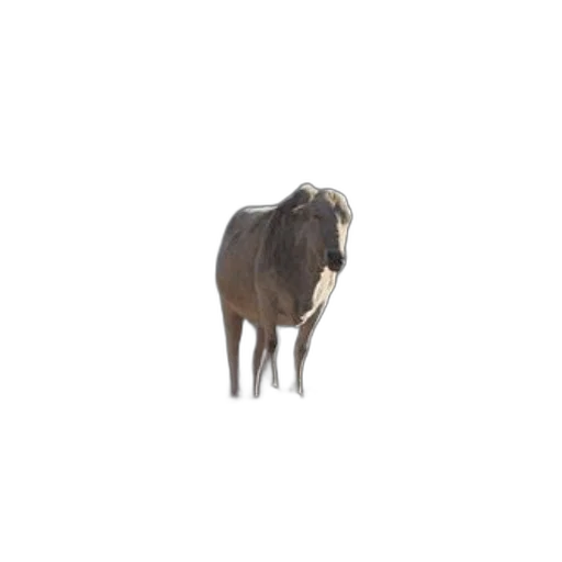 animal, creature, hair, jacket transparent PNG cut-out