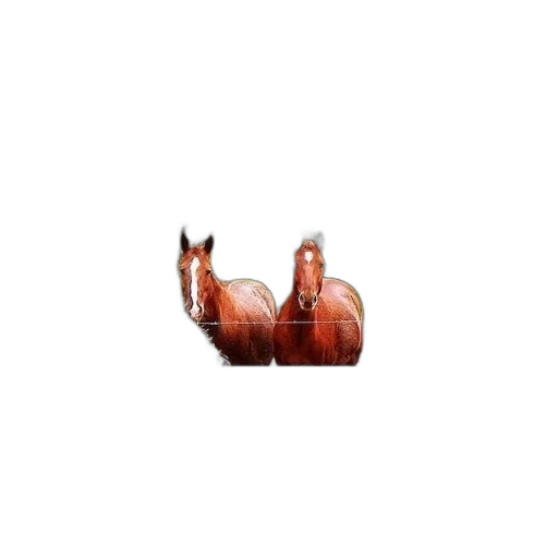 animal, creature, dragon, hair transparent PNG cut-out
