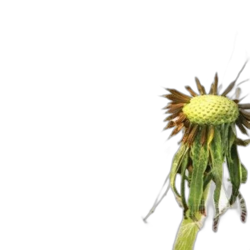 hair, flower, creature, animal transparent PNG cut-out