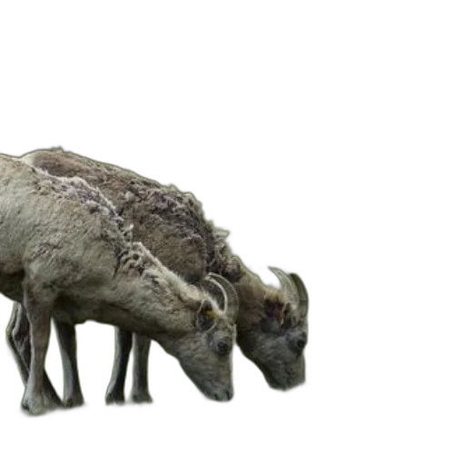 animal, creature, dragon, weapon transparent PNG cut-out
