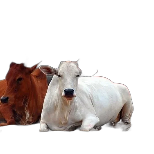 animal, food, hair, creature transparent PNG cut-out