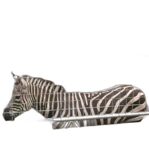 animal, furniture, shoes, creature transparent PNG cut-out