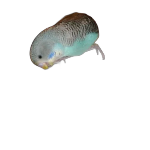 animal, creature, hat, food transparent PNG cut-out