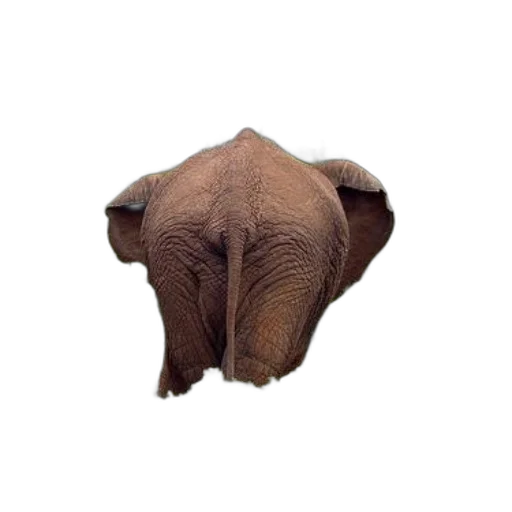 animal, face, creature, mask transparent PNG cut-out