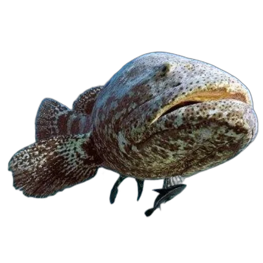 animal, creature, hat, staff transparent PNG cut-out