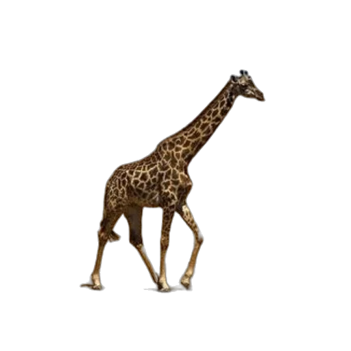 animal, creature, furniture, jewelry transparent PNG cut-out