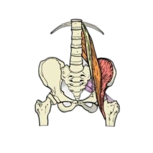 staff, jewelry, anatomical, illustration transparent PNG cut-out
