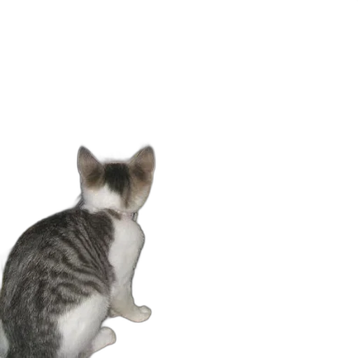 animal, creature, staff, robot transparent PNG cut-out