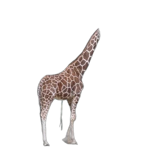 animal, creature, staff, weapon transparent PNG cut-out