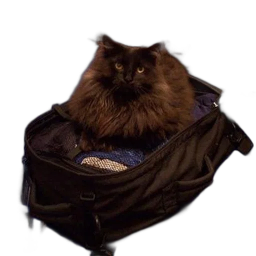 jacket, animal, creature, staff transparent PNG cut-out