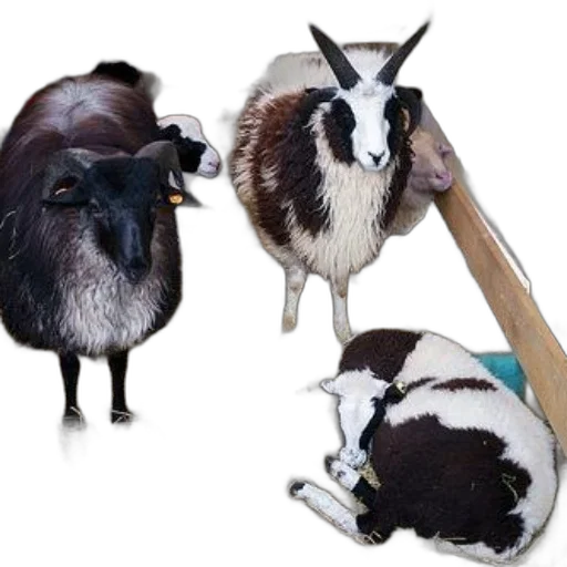 animal, staff, photorealistic, 3d render transparent PNG cut-out