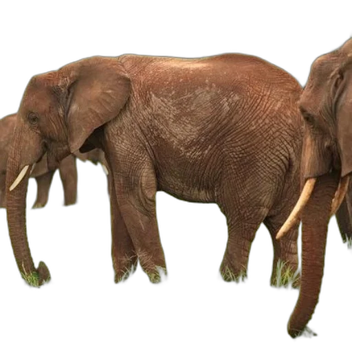 animal, creature, staff, weapon transparent PNG cut-out