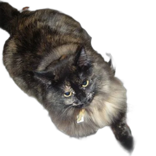 animal, staff, creature, hair transparent PNG cut-out