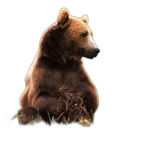 animal, creature, concept art, pixel art transparent PNG cut-out