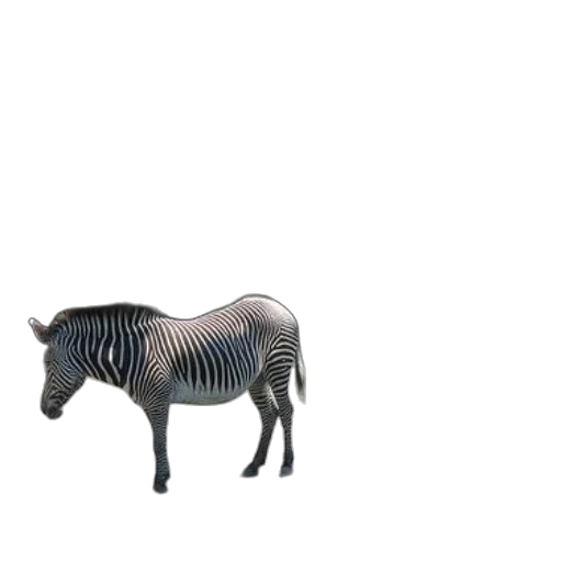 animal, creature, furniture, robot transparent PNG cut-out