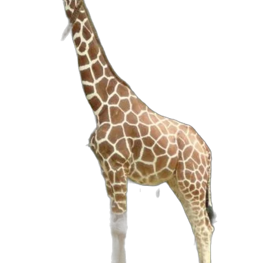 animal, creature, staff, weapon transparent PNG cut-out