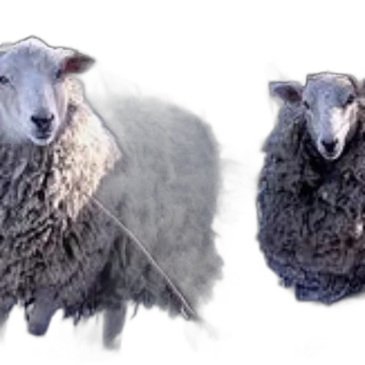 animal, photorealistic, 3d render, concept art transparent PNG cut-out