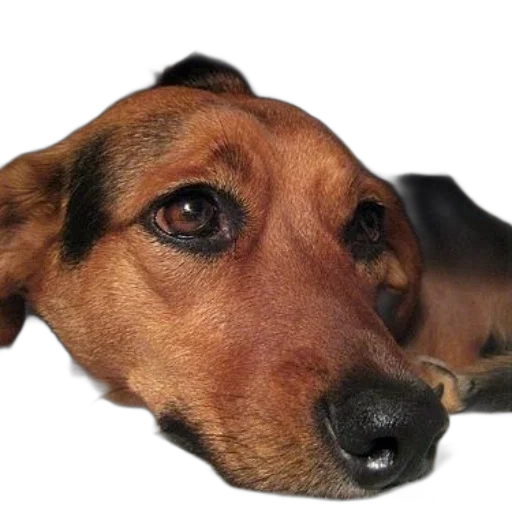 face, animal, creature, staff transparent PNG cut-out