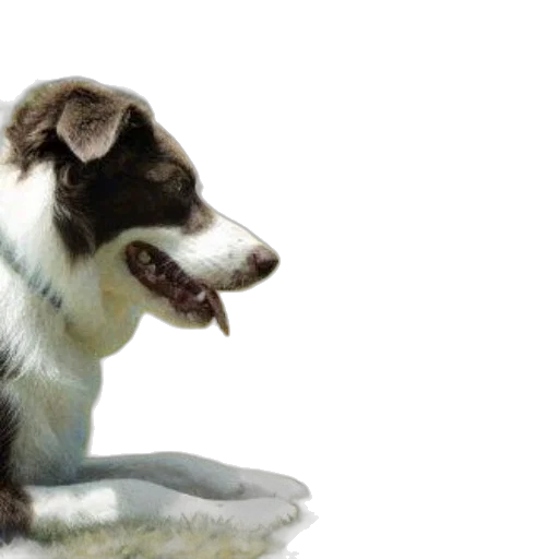animal, creature, staff, photorealistic transparent PNG cut-out