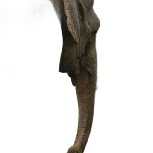 staff, animal, creature, dragon transparent PNG cut-out