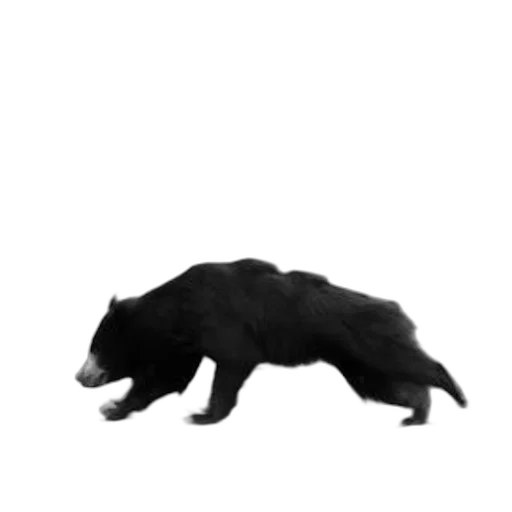 animal, creature, hair, staff transparent PNG cut-out