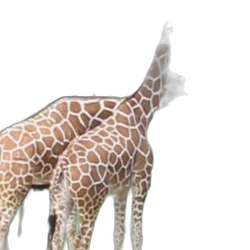 animal, creature, staff, 3d render transparent PNG cut-out