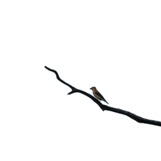 staff, sword, weapon, hair transparent PNG cut-out