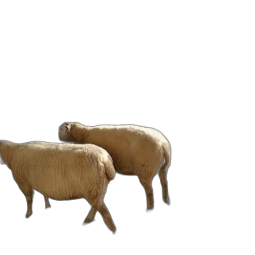 animal, food, furniture, 3d render transparent PNG cut-out