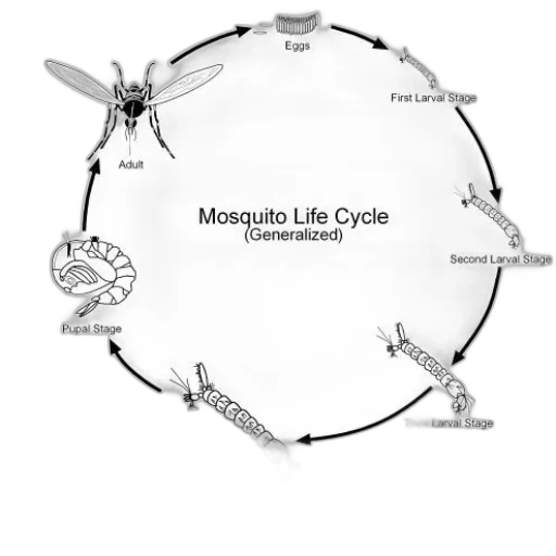umbrella, diagram, illustrating, generalized transparent PNG cut-out