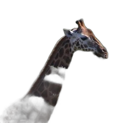 animal, creature, dragon, staff transparent PNG cut-out