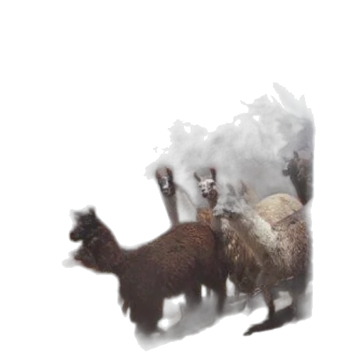 animal, creature, dragon, hair transparent PNG cut-out