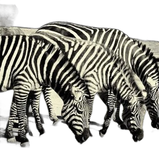 animal, furniture, creature, jewelry transparent PNG cut-out