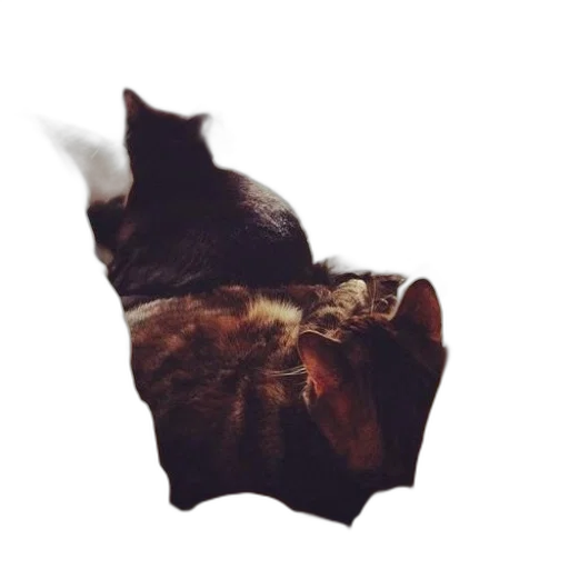 animal, creature, mask, dragon transparent PNG cut-out