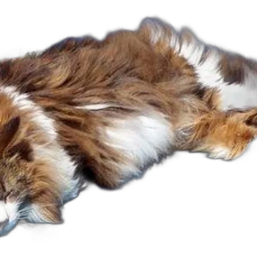 animal, creature, staff, hair transparent PNG cut-out